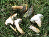 Imleria badia image