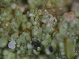Pycnothelia papillaria image