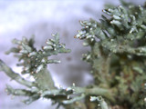 Pycnothelia papillaria image