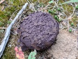 Calvatia cyathiformis image