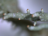 Pycnothelia papillaria image