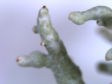 Pycnothelia papillaria image