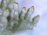 Pycnothelia papillaria image