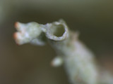 Pycnothelia papillaria image