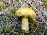 Suillus americanus image