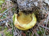 Suillus americanus image