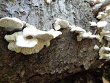 Antrodia heteromorpha image