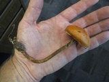 Leratiomyces squamosus image