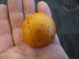 Leratiomyces squamosus var. thraustus image