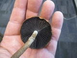 Leratiomyces squamosus image