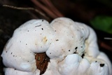 Entoloma abortivum image
