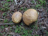 Scleroderma michiganense image