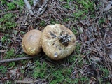 Scleroderma michiganense image