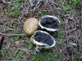 Scleroderma michiganense image
