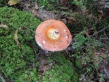 Russula paludosa image