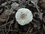 Tricholoma scalpturatum image
