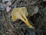 Craterellus lutescens image