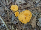 Craterellus lutescens image