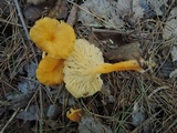 Craterellus lutescens image
