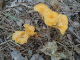 Craterellus lutescens image