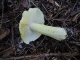 Tricholoma sejunctum image