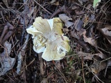 Tricholoma sejunctum image
