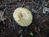 Lactarius scrobiculatus image