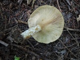Lactarius scrobiculatus var. canadensis image