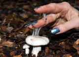 Hygrophorus eburneus image