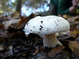 Hygrophorus eburneus image