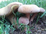 Boletus patrioticus image