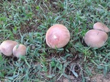 Boletus patrioticus image