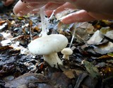 Hygrophorus eburneus image