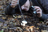 Hygrophorus eburneus image