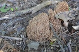 Ramaria formosa image