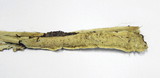Byssomerulius corium image
