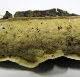 Byssomerulius corium image
