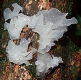 Tremella fuciformis image