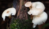 Ripartitella brasiliensis image