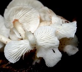 Ripartitella brasiliensis image