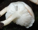 Ripartitella brasiliensis image