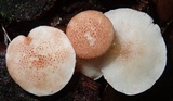 Ripartitella brasiliensis image