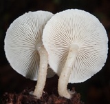 Ripartitella brasiliensis image