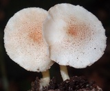 Ripartitella brasiliensis image