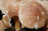 Ripartitella brasiliensis image