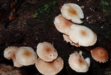 Ripartitella brasiliensis image