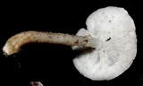 Ripartitella brasiliensis image