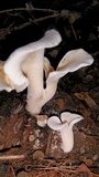 Hohenbuehelia petaloides image