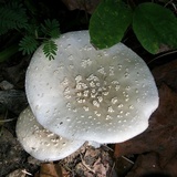 Amanita canescens image