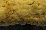 Mycoacia aurea image